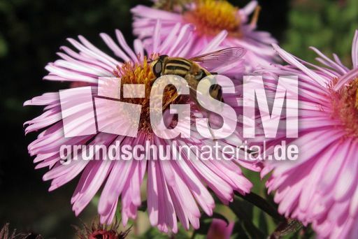 Herbstastern 020.jpg